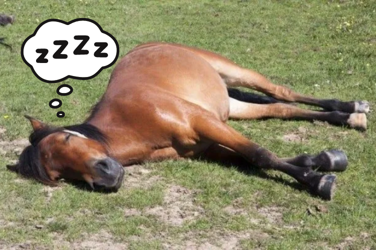 Sleeping brown horse on green grass