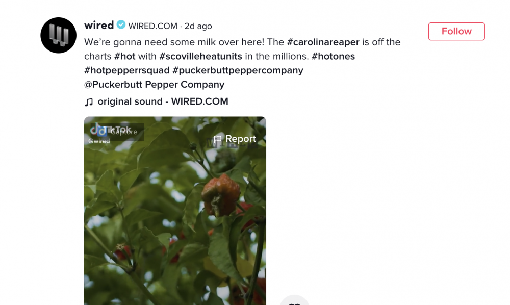 Screenshot of Wired Tiktok about hot peppers.