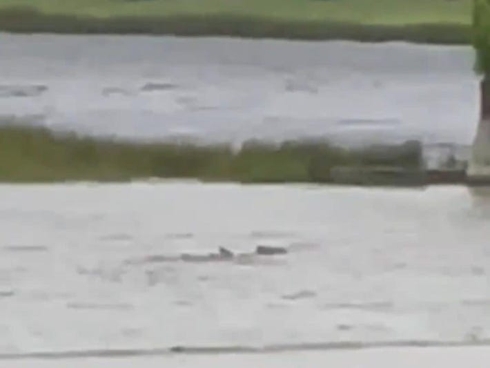 still from video that claims to show shark swimming in flooded backyard